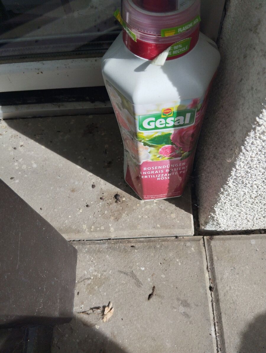 combattre-rats-ratton-rongeur-mulot