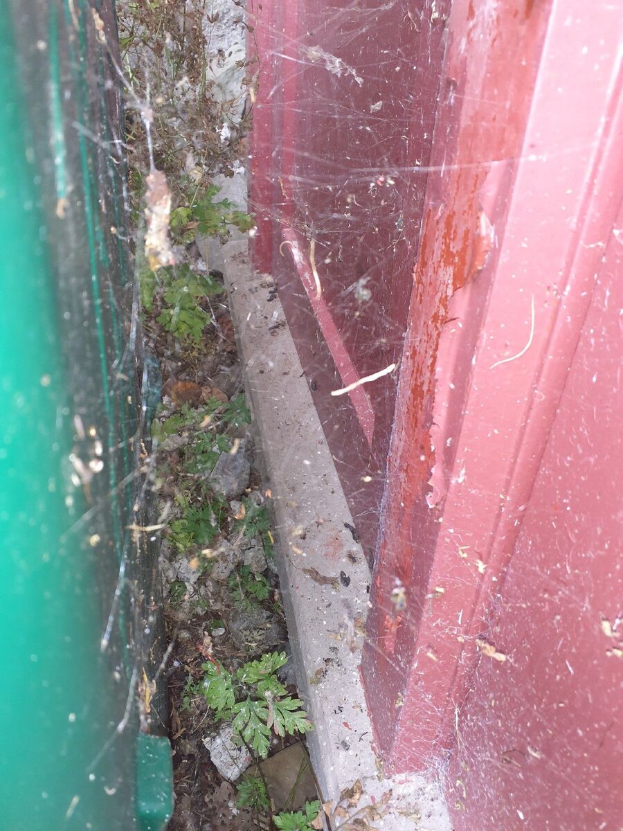 ratton-rats-rongeur-souris-deratiseur