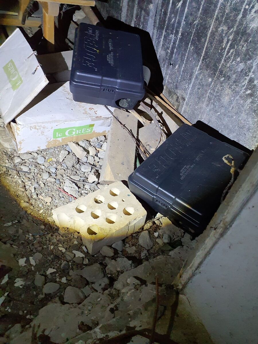 combattre-rats-ratton-rongeur-mulot
