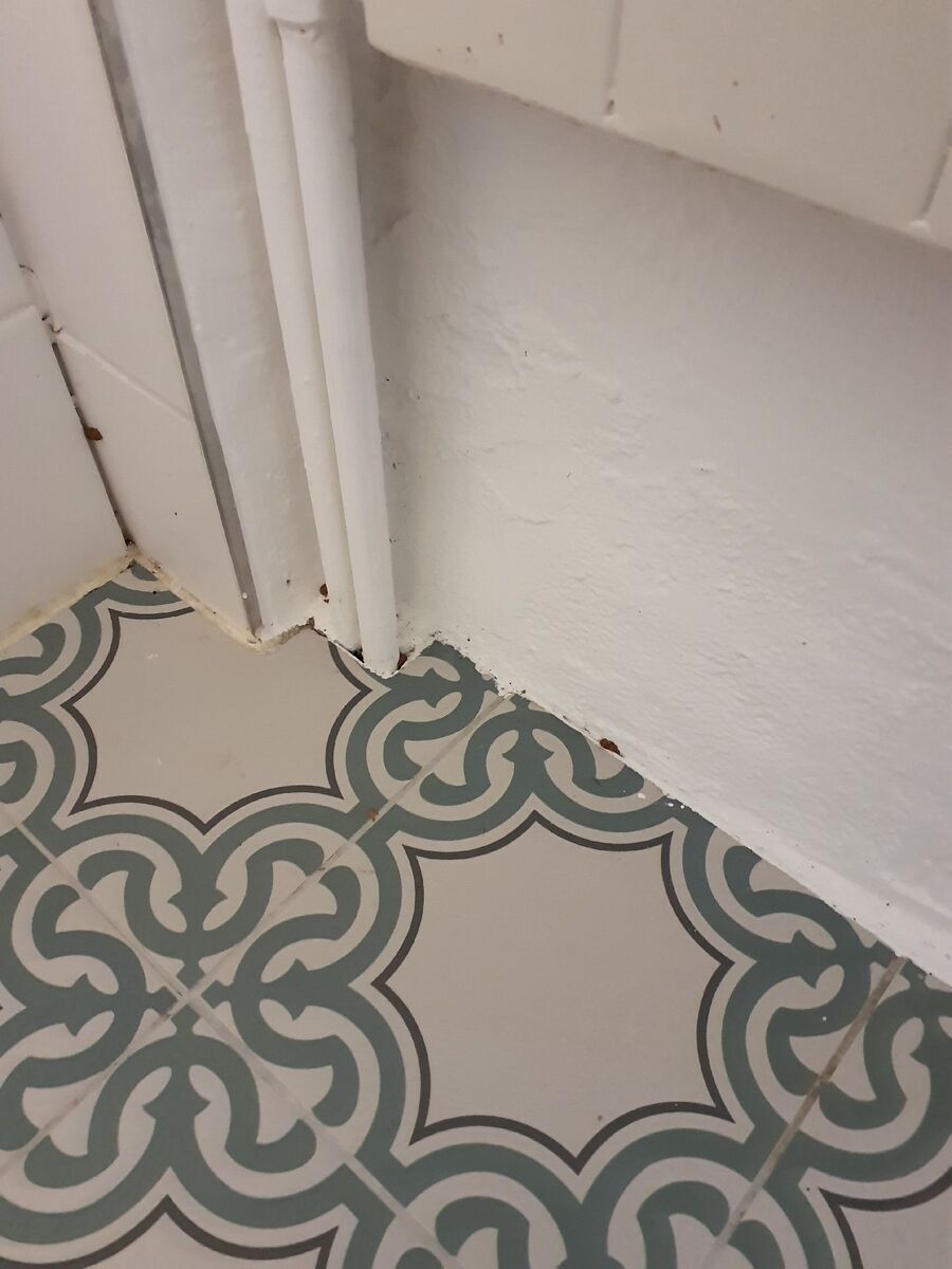 combattre-rats-ratton-rongeur-mulot