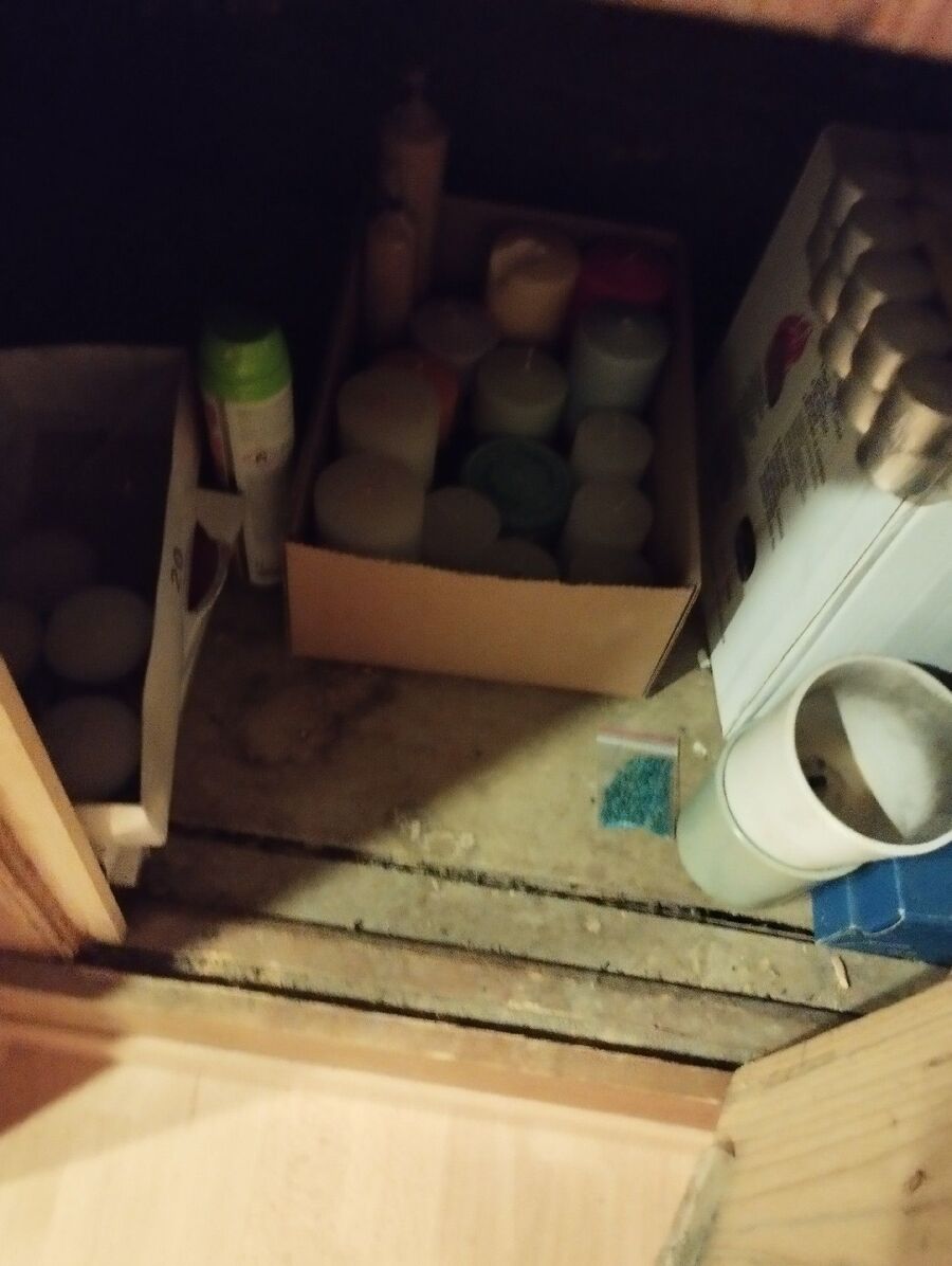 souris-rongeur-mulot-rats