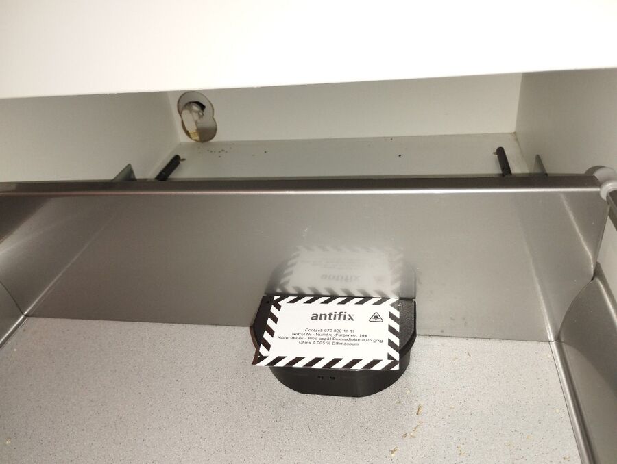 combattre-rats-ratton-rongeur-mulot