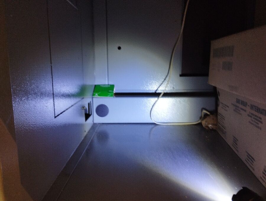 rat-rodent (9522).jpeg