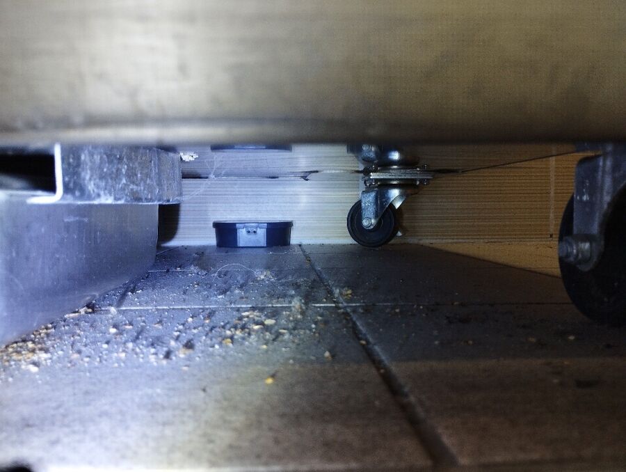 rat-rodent (9523).jpeg