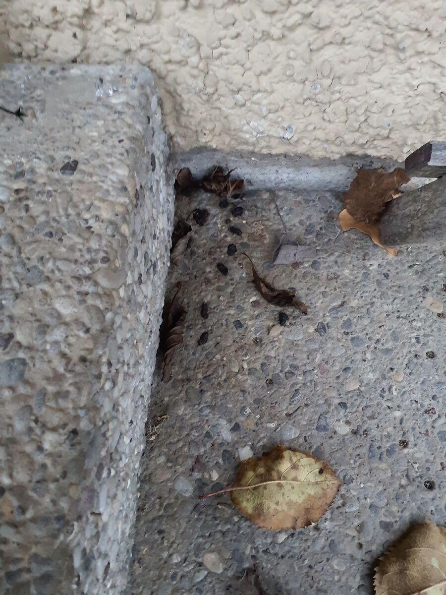 combattre-rats-ratton-rongeur-mulot