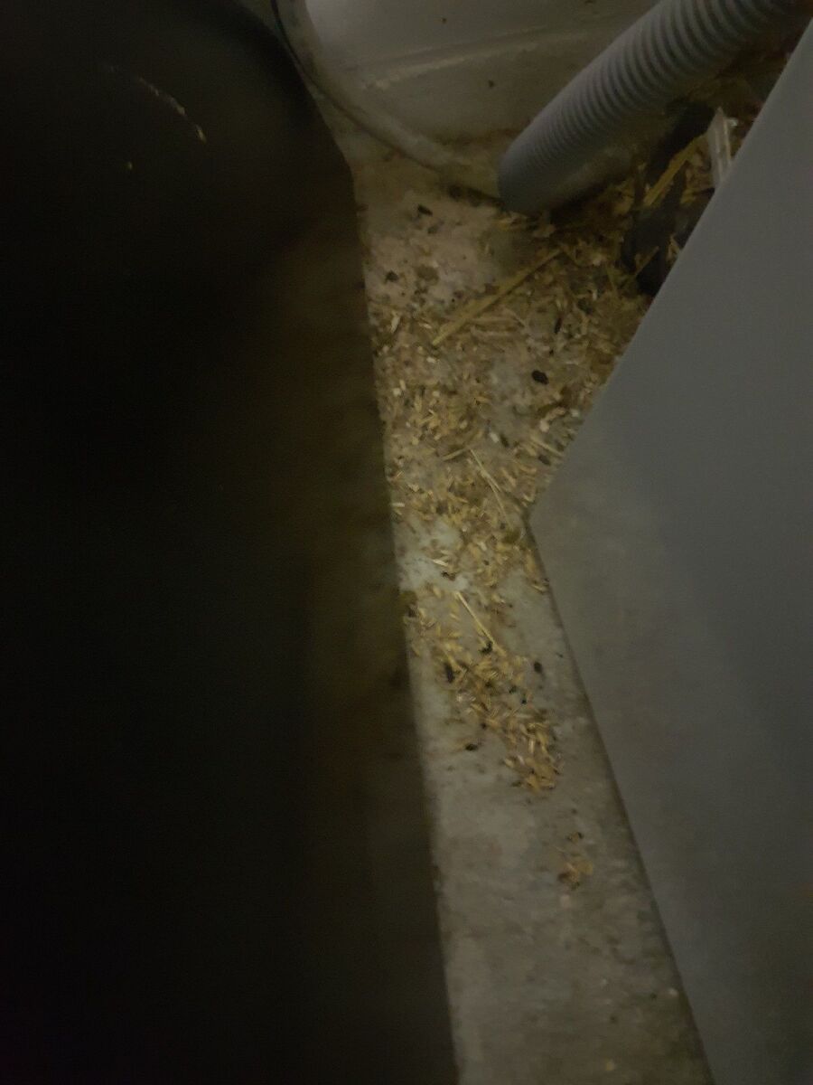 ratton-rats-rongeur-souris-deratiseur