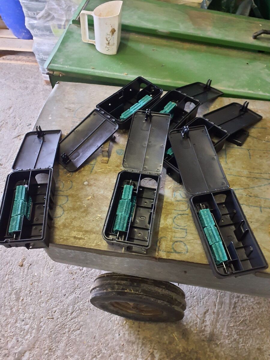 combattre-rats-ratton-rongeur-mulot