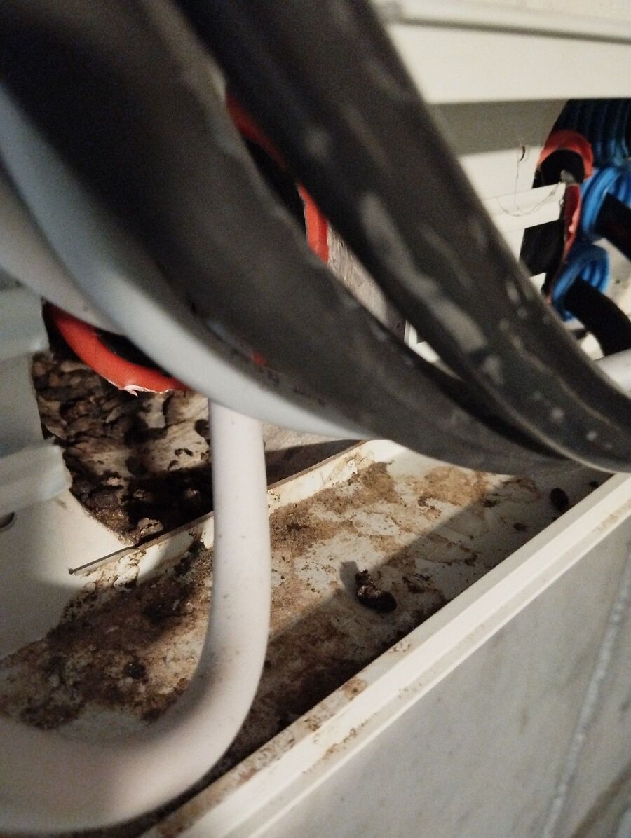 combattre-rats-ratton-rongeur-mulot