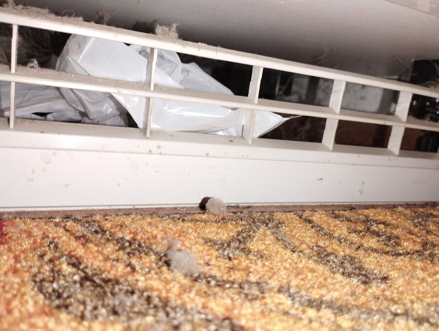 souris-rongeur-mulot-rats