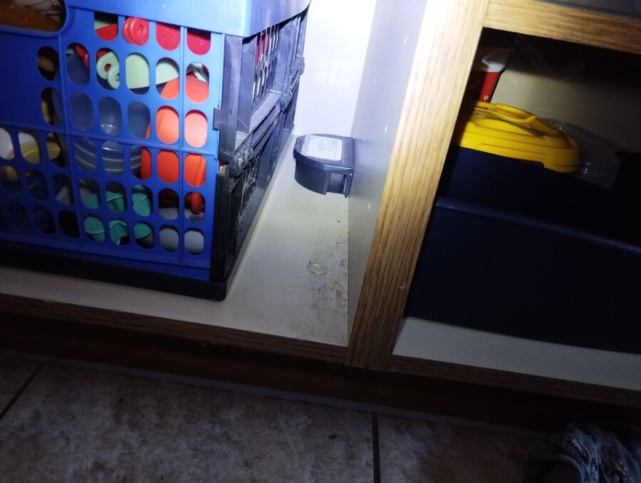 souris-rongeur-mulot-rats