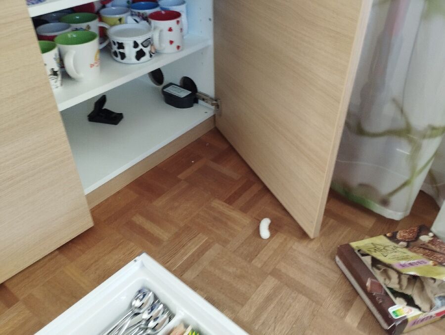 lutte-mulot-rats-rongeurs-souris