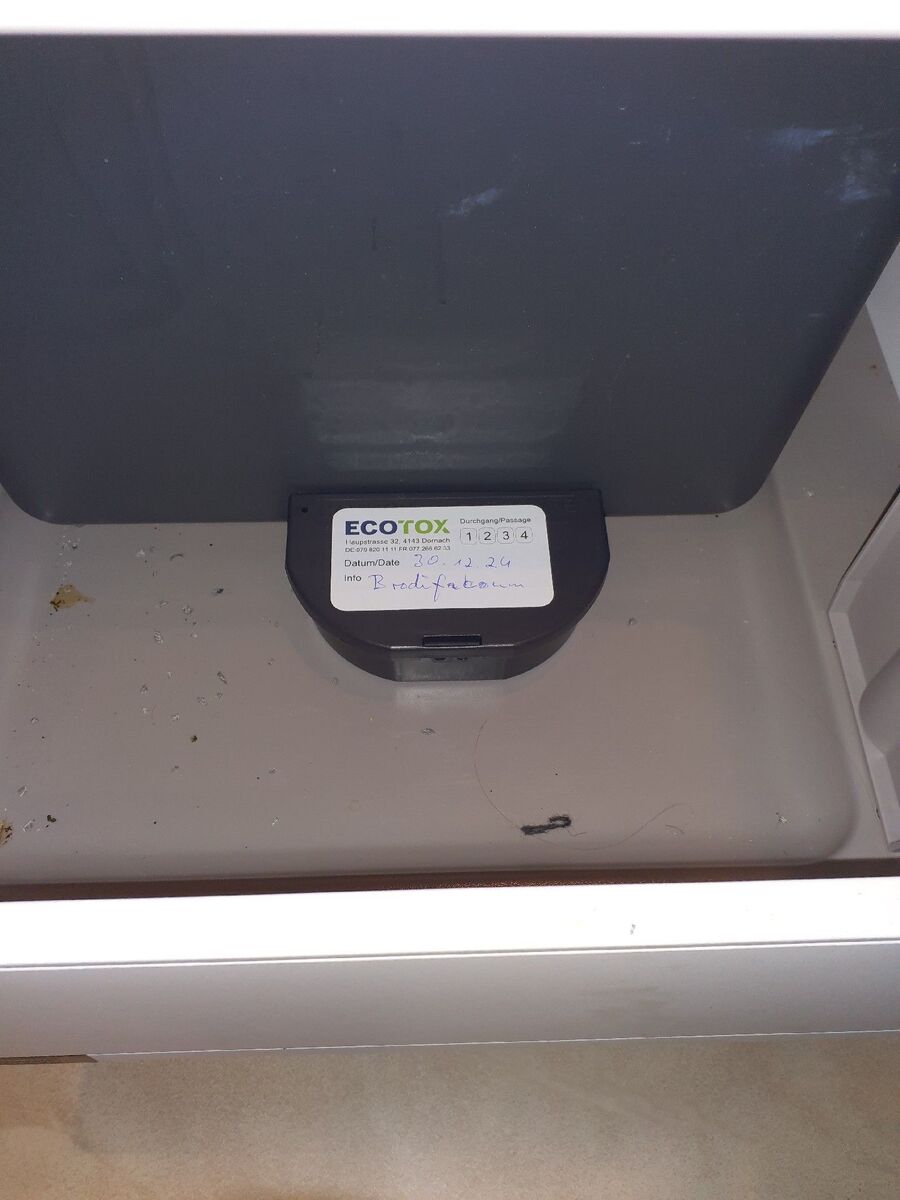 souris-rongeur-mulot-rats